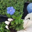 1 Live Plant - Blue Daze Evolvulus Glomeratus - Beautiful Home Garden #anst1