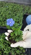 1 Live Plant - Blue Daze Evolvulus Glomeratus - Beautiful Home Garden #anst1