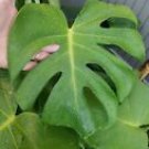 1 Cutting Plant - Monstera Deliciosa Swiss Cheese Vine Split - Beautiful Home Garden #anst1