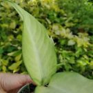 1 Live Plant - Aglaonema Chinese Evergreen - Beautiful Home Garden #anst1