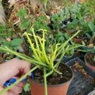 1 Live Plant - Euphorbia Tirucalli Succulent - Beautiful Home Garden #anst1
