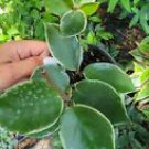 1 Live Plant - Hoya Carnosa Crimson Queen - Beautiful Home Garden #anst1