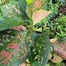 1 Live Plant - Aglaonema Anyanmanee - Beautiful Home Garden #anst1