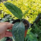 1 Live Plant - Monstera Karstenianum Potho Peru - Beautiful Home Garden #anst1