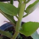1 Live Plant - Cissus quadrangularis exotic square shape - Beautiful Home Garden #anst1