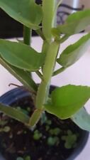 1 Live Plant - Cissus quadrangularis exotic square shape - Beautiful Home Garden #anst1