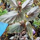 1 Well Rooted - Angelwing Begonia Benigo Pink Polka Dot - Beautiful Home Garden #anst1