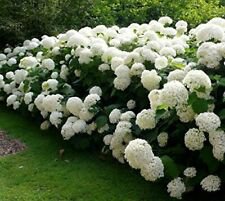 1 Live Plant - Annabelle Smooth Hydrangea - Beautiful Home Flower Garden #nlng2