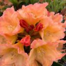 1 Starter Plant - Neon Rhododendron - Beautiful Home Flower Garden #nlng2