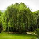 1 Live Plant - Golden Curls Corkscrew Weeping Willow - Beautiful Home Plant Garden #nlng2