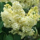 1 Starter Plant - Primrose Yellow French Lilac syringa - Beautiful Home Plant Garden #nlng2