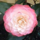 1 Starter Plant - Nuccios Pearl Camellia Japonica - Beautiful Home Plant Garden #nlng2