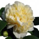 1 Live Plant - Jurys Yellow Camellia Japonica - Beautiful Home Plant Garden #nlng2