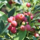 1 Starter Plant - Pink Lemonade Blueberry - Beautiful Home Plant Garden #nlng2