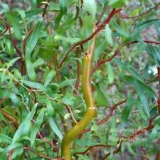 1 Live Plant - Scarlet Curls Corkscrew Willow - Beautiful Home Plant Garden #nlng2