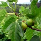 1 Live Plant - Desert King Fig - Beautiful Home Plant Garden #nlng2