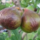 1 Starter Plant - Olympian Fig  - Beautiful Home Plant Garden #nlng2
