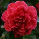 1 Starter Plant - Red Camellia Japonica - Beautiful Home Plant Garden #nlng2