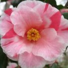 1 Live Plant - Lady Vansittart Variegated Camellia Japonica - Beautiful Home Plant Garden #nlng2