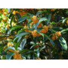 1 Starter Plant - Apricot Echo Orange Tea Olive - Beautiful Home Plant Garden #nlng2