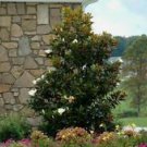 1 Live Plant - Little Gem Southern Magnolia Tree - Beautiful Home Plant Garden #nlng2