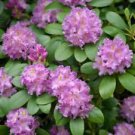 1 Starter Plant - Roseum Elegans Rhododendron - Beautiful Home Plant Garden #nlng2