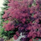 1 Live Plant - Royal Purple Smokebush Tree - Beautiful Home Plant Garden #nlng2