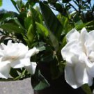 1 Live Plant - Veitchii Everblooming Gardenia - Beautiful Home Plant Garden #nlng2