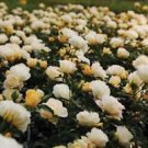 1 Starter Plant - Popcorn Drift® Groundcover Rose - Beautiful Home Plant Garden #nlng2