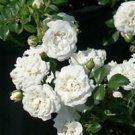 1 Starter Plant - White Drift Groundcover Rose - Beautiful Home Plant Garden #nlng2