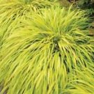 1 Starter Plant - All Gold Japanese Forest Grass - Beautiful Home Plant Garden #nlng2