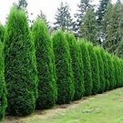 1 Starter Plant - Emerald Green Arborvitae Tree ( Thuja ) - Beautiful Home Plant Garden #nlng2