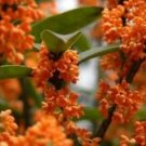 1 Starter Plant - Orange Flowering Fragrant Tea Olive - Beautiful Home Plant Garden #nlng2