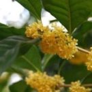 1 Live Plant - Yellow Flowering Fragrant Tea Olive - Beautiful Home Plant Garden #nlng2