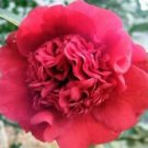 1 Live Plant - Professor Sargent Red Camellia Japonica - Beautiful Home Plant Garden #nlng2