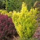 1 Starter Plant - Golden Rocket Barberry - Beautiful Home Plant Garden #nlng2