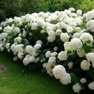 1 Starter Plant - Annabelle Smooth Hydrangea - Beautiful Home Plant Garden #nlng2