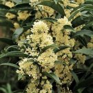 1 Starter Plant - Fudingzhu Fragrant Tea Olive - Beautiful Home Plant Garden #nlng2