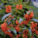 1 Starter Plant - Red Flowering Fragrant Tea Olive - Beautiful Home Plant Garden #nlng2