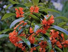 1 Starter Plant - Red Flowering Fragrant Tea Olive - Beautiful Home Plant Garden #nlng2
