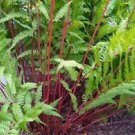 1 Starter Plant - Lady In Red Fern - Beautiful Home Plant Garden #nlng2