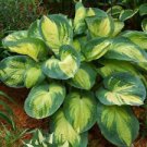 1 Starter Plant - Great Expectations Hosta - Beautiful Home Plant Garden #nlng2