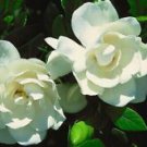 1 Starter Plant - August Beauty Gardenia - Beautiful Home Plant Garden #nlng2