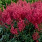 1 Starter Plant - Montgomery Red Astilbe - Beautiful Home Plant Garden #nlng2