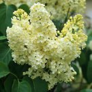 1 Live Plant - Primrose Yellow French Lilac - Beautiful Home Plant Garden #nlng2