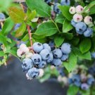 1 Starter Plant -Sunshine Blue "Semi-Dwarf" Blueberry - Beautiful Home Plant Garden #nlng2