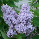 1 Starter Plant - Grevy Blue French Lilac - Beautiful Home Plant Garden #nlng2