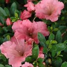 1 Live Plant - Gumpo Pink Dwarf Azalea - Beautiful Home Plant Garden #nlng2