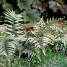 1 Starter Plant - Japanese Painted Fern ( athyrium ) - Beautiful Home Plant Garden #nlng2
