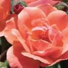 3 Starter Plant - Coral Knock Out Rose - Beautiful Home Plant Garden #nlng2